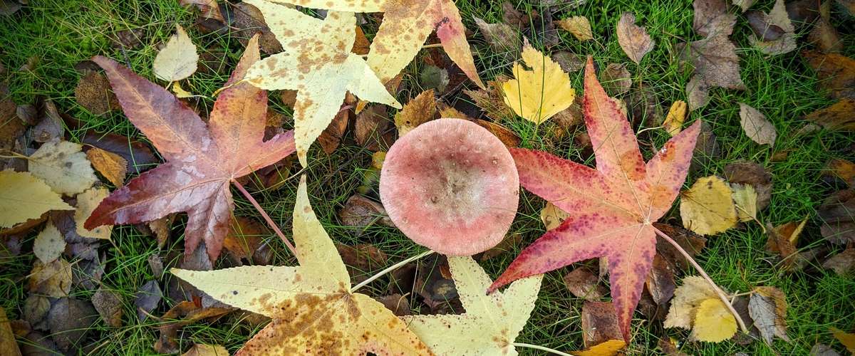 How to use dead leaves in the garden in fall? © Robert J. Pierson