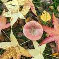 How to use dead leaves in the garden in fall? © Robert J. Pierson