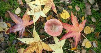 How to use dead leaves in the garden in fall? © Robert J. Pierson