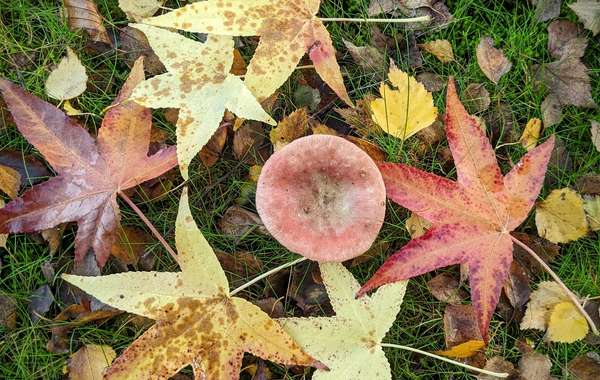 How to use dead leaves in the garden in fall? © Robert J. Pierson