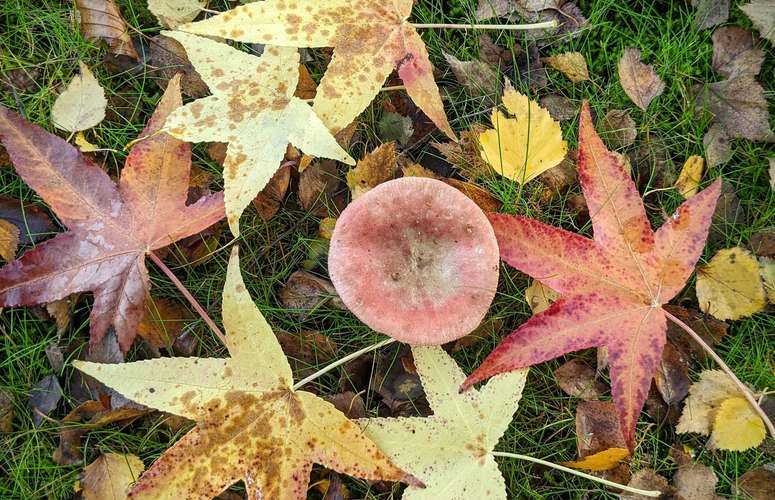 How to use dead leaves in the garden in fall? © Robert J. Pierson