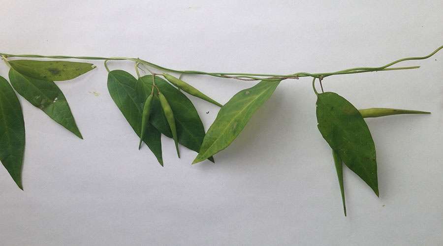 Dog Strangling Vine Invasive Species
