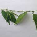 Dog Strangling Vine Invasive Species