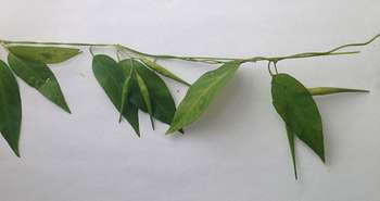 Dog Strangling Vine Invasive Species