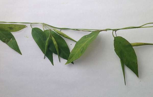 Dog Strangling Vine Invasive Species