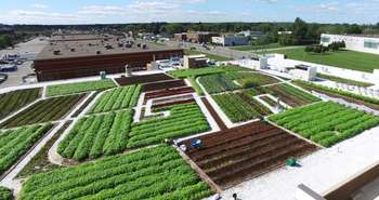 Green Roof on Canadian Grocery Store