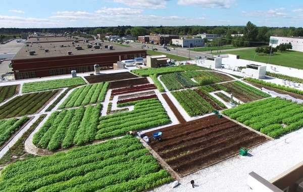 Green Roof on Canadian Grocery Store