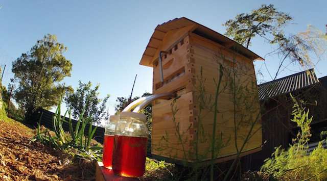 Flow Frames: A father and son revolutionize honey production
