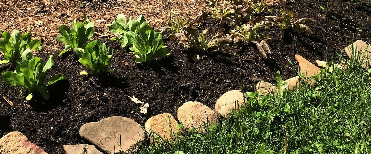 The pros & cons of lasagna gardening for growing food