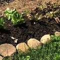 The pros & cons of lasagna gardening for growing food
