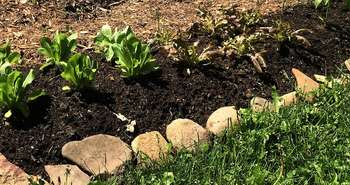 The pros & cons of lasagna gardening for growing food