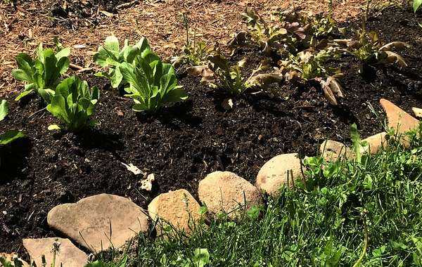 The pros & cons of lasagna gardening for growing food