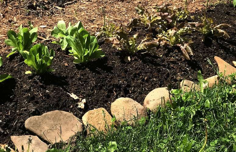 The pros & cons of lasagna gardening for growing food