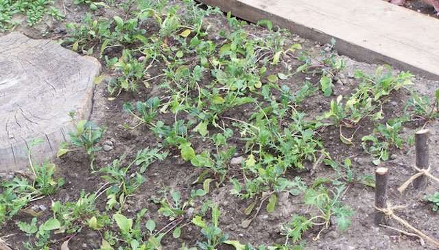 Start your won seedlings and begin growing your own foo with Kinburn F