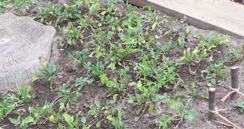 Start your won seedlings and begin growing your own foo with Kinburn F