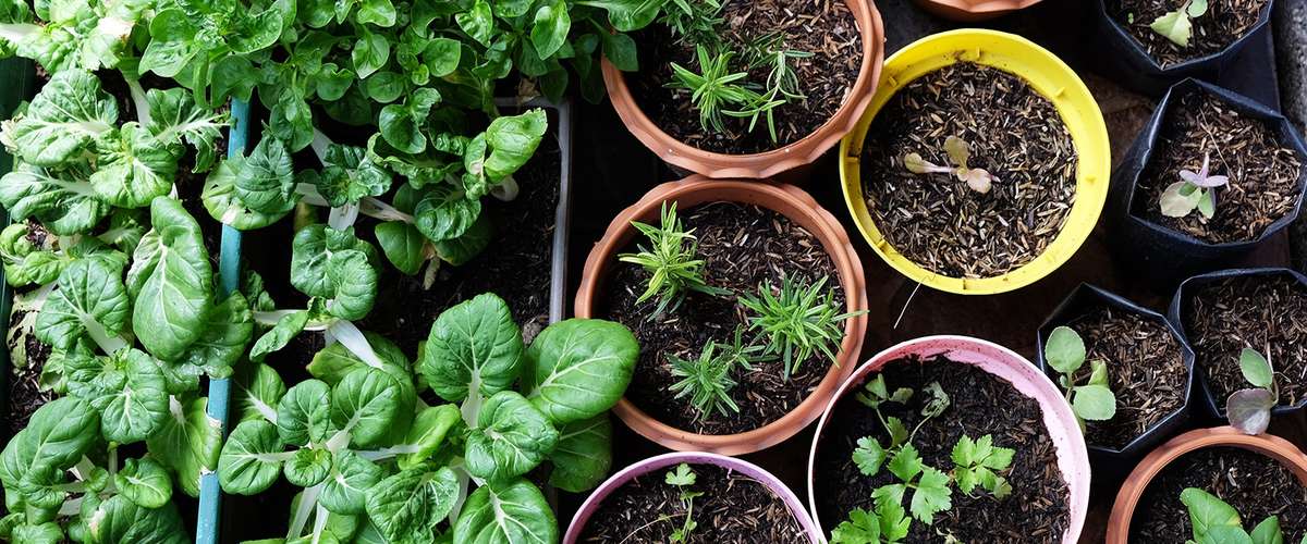 Tips for Urban Gardening and Gardening in Small Spaces