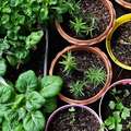 Tips for Urban Gardening and Gardening in Small Spaces