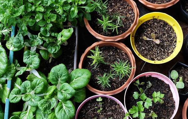 Tips for Urban Gardening and Gardening in Small Spaces