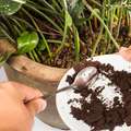 Why you should Never put Coffee Grounds In the Garden