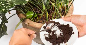 Why you should Never put Coffee Grounds In the Garden
