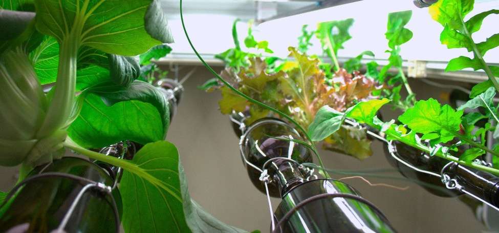 Indoor hydroponic vegetable garden