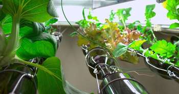 Indoor hydroponic vegetable garden