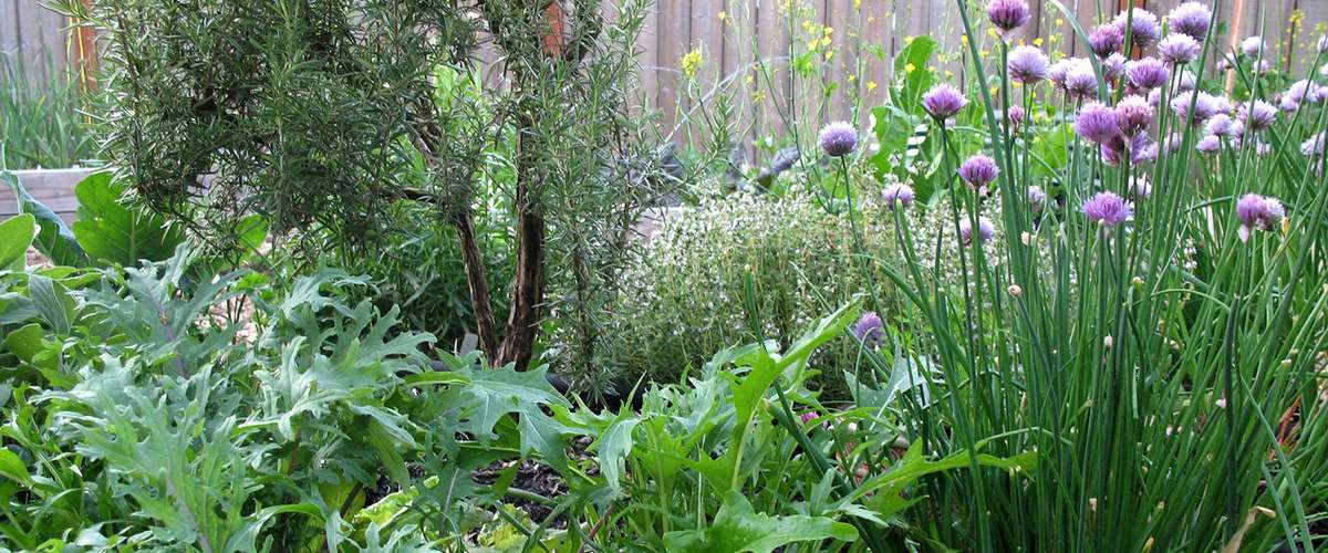 Edible Perennials