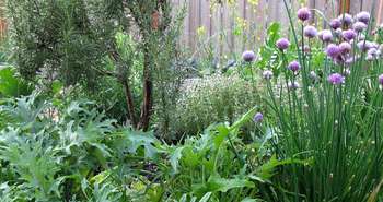 Edible Perennials