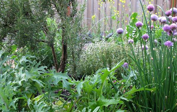 Edible Perennials