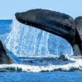 Carbon Offset Schemes - Whale Poop leads Nature's Own Way