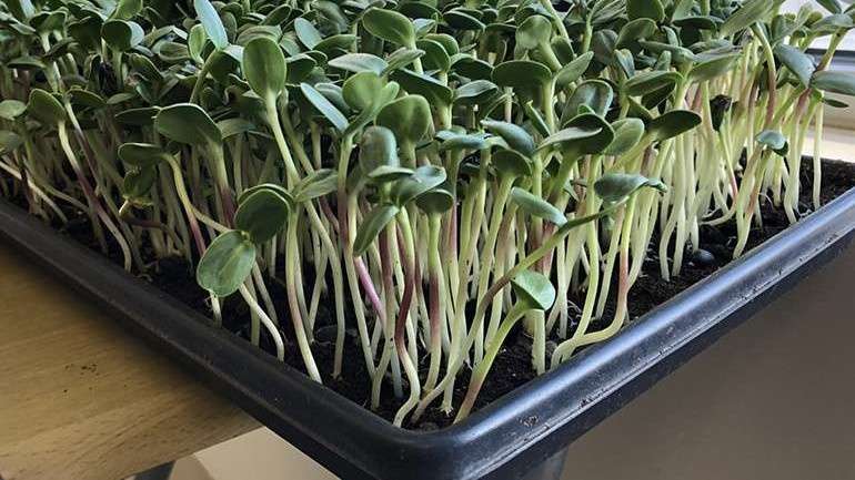Growing Food Indoors, Vegetables for Homes & Apartments