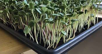 Growing Food Indoors, Vegetables for Homes & Apartments