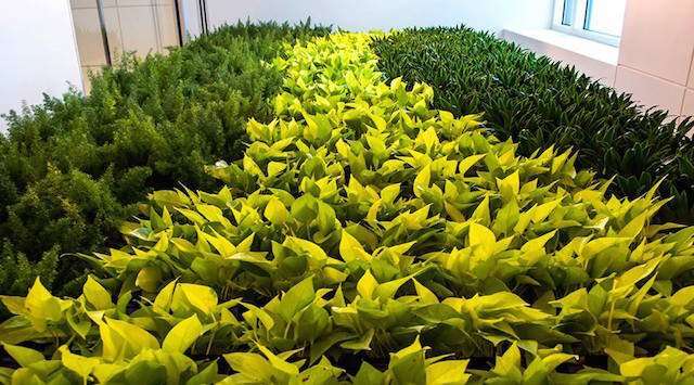Dirrtt Environmental Solutions, Green Wall