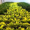 Dirrtt Environmental Solutions, Green Wall