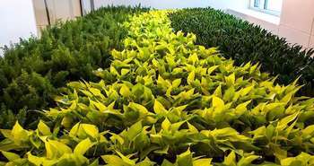 Dirrtt Environmental Solutions, Green Wall