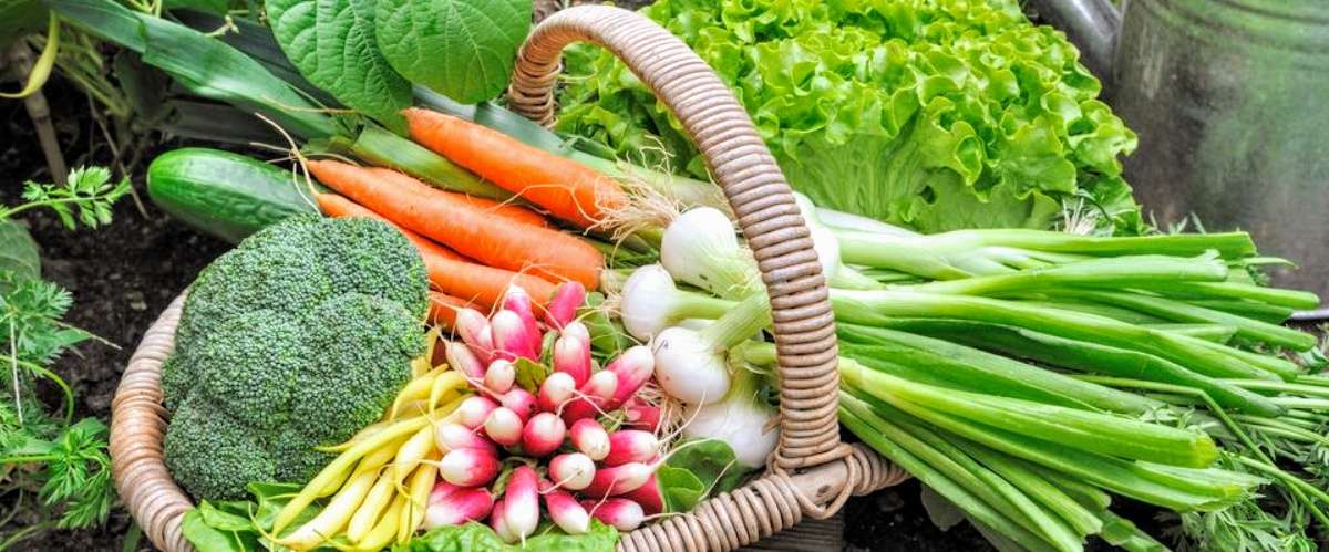 Shaded vegetable garden success