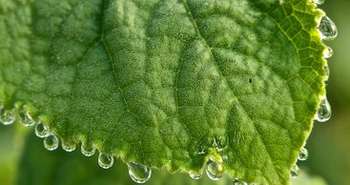 Permaculture design course