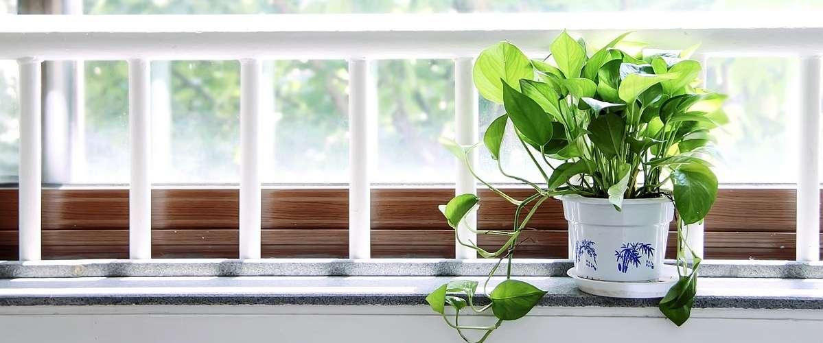 Which Houseplants are Best to Clean Air & Remove Toxins?