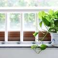 Which Houseplants are Best to Clean Air & Remove Toxins?