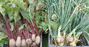 Kinburn Farms Workshop: Sowing your Seeds!