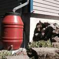 Rain barrels for storm water management and rainwater harvesting
