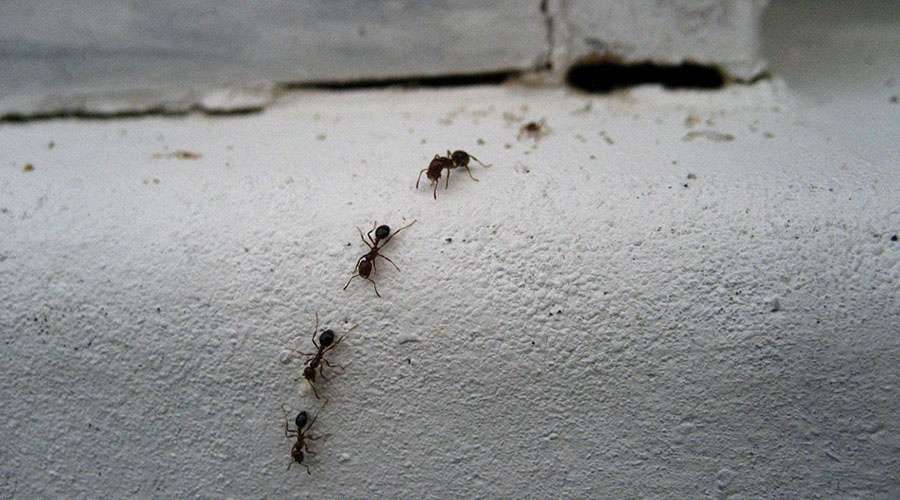 Carpenter ants are a common pest and nuisance to get rid of in homes