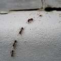 Carpenter ants are a common pest and nuisance to get rid of in homes