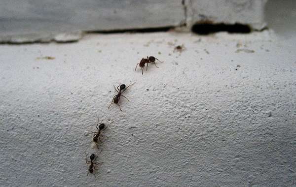 Carpenter ants are a common pest and nuisance to get rid of in homes