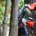 Cutting a 110 year old dying pine tree.