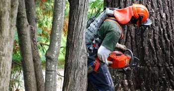 Cutting a 110 year old dying pine tree.