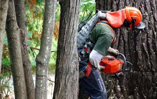 Cutting a 110 year old dying pine tree.