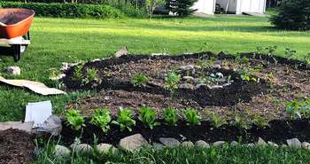 Lasagna Gardening - How to Build an Easy Vegetable Garden