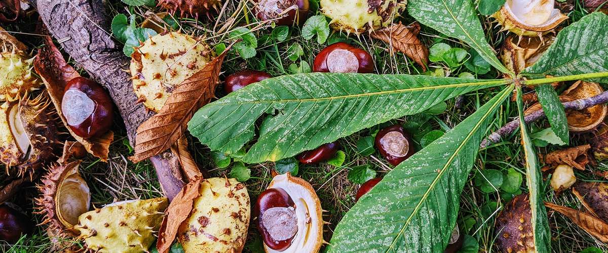 Home made DIY laundry detergent from buckeyes / horse chestnuts