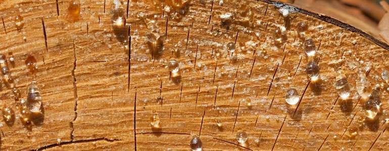 Softwoods with sticky resin won't burn the hottest